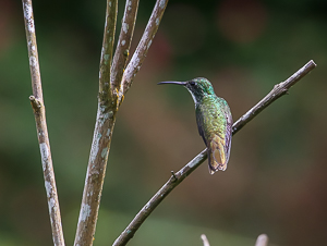 White-chested Emerald, Asa Wright Nature Center, Trinidad